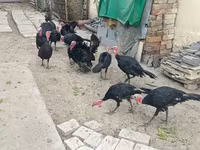 Geniş Sinəli Ağ — foto 2