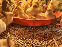 Chickens — photo 3