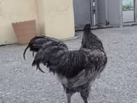 أوسترالورب — الصورة 2