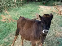 Bulle, Rinder — Foto 4