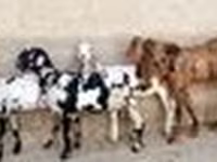 Cabra, Cabras — foto 4