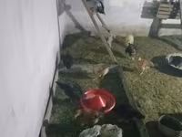 Chickens — foto 2