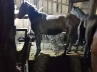Horse (M), Horses — photo 2
