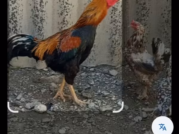 Chickens