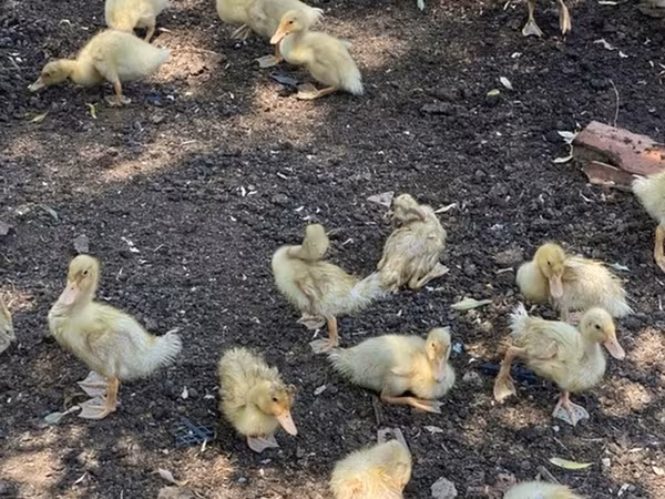 Ducks — Azerbaijan