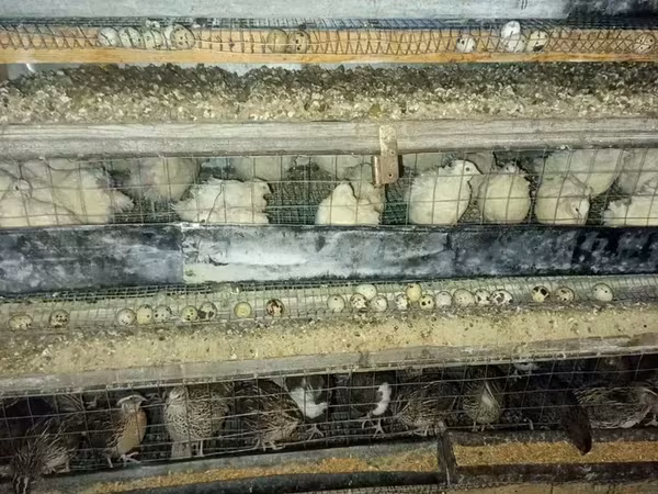 Quails