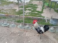 Chickens — foto 2