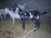 Keçi, Beetal goats — foto 4