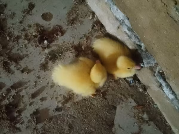 Ducks — Azərbaycan