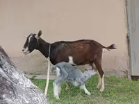 Ziege, Alpine goat — Foto 6