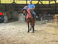حصان, Standardbred — الصورة 5