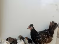 Chickens — photo 3