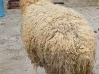 كبش, الأغنام — الصورة 3