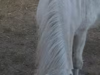 Égua, Cavalos — foto 3