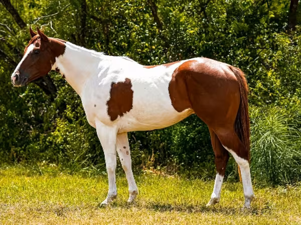 At, American paint horse