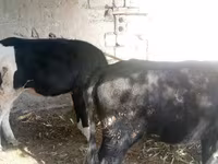Корова, Russian Black pied cattle — фото 1