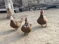 Geniş Sinəli Ağ — foto 7