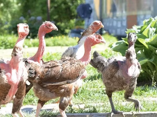 Turkeys — Azərbaycan