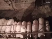 Säue, Schweine — Foto 2
