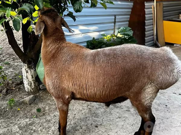 Qoç, Qoyunlar