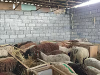 Owca, Beulah Speckled face sheep — zdjęcie 7