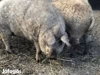 Cerdos (lote, sexo no especificado), Мангалица — foto 4