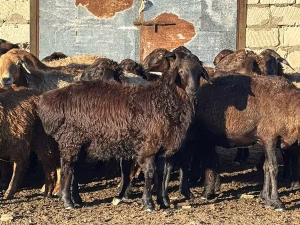 Qoyun, Edilbay sheep