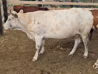 Krava, Swiss cattle — foto 1