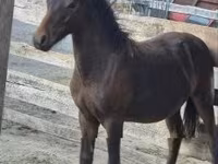 حصان, Welsh Cob — الصورة 3