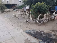 Geese — foto 1