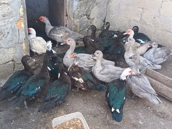 Ducks