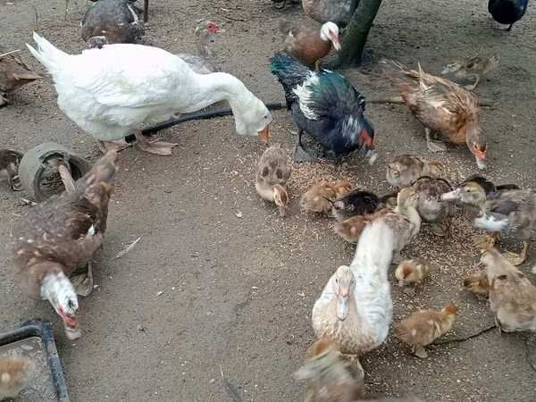 Ducks
