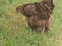 Brahma — photo 3