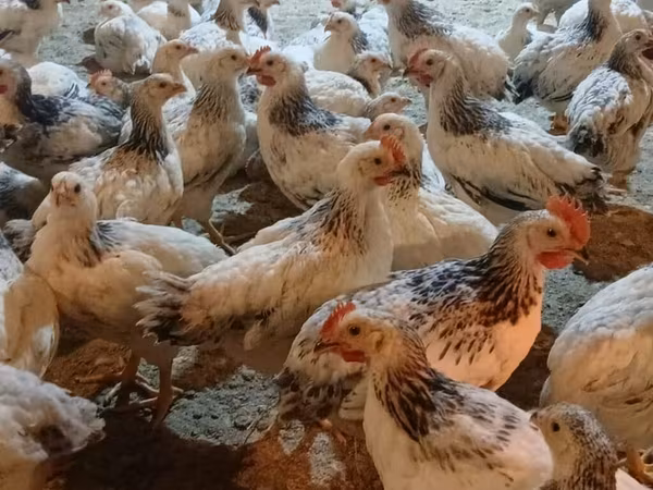 Chickens — Azərbaycan