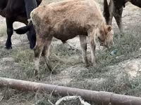 Bull, Cattle — photo 3
