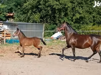 Klisna, Lipizzaner — foto 5