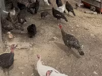 Turkeys — 照片 4
