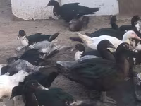 Ducks — Foto 1