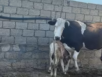 بقرة, Simmental cattle — الصورة 2