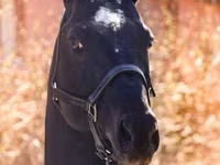 At, Thoroughbred horse — foto 5