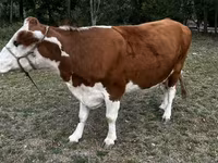 Sigir, Simmental cattle — 2-rasm