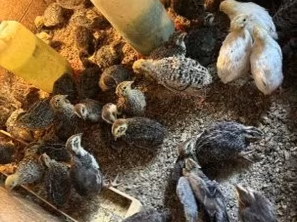 Quails