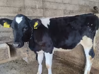 İnək, Russian Black pied cattle — foto 1