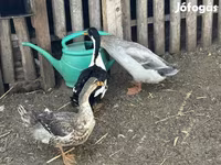 Ducks — zdjęcie 1