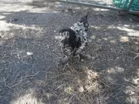 Chickens — foto 5