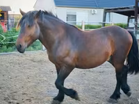 Aygʻir, Međimurje horse — 3-rasm