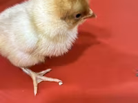 Chickens — photo 2