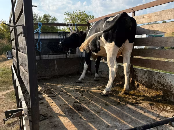 Krava, Russian Black pied cattle