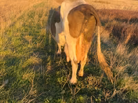 Krava, Simmental cattle — foto 2
