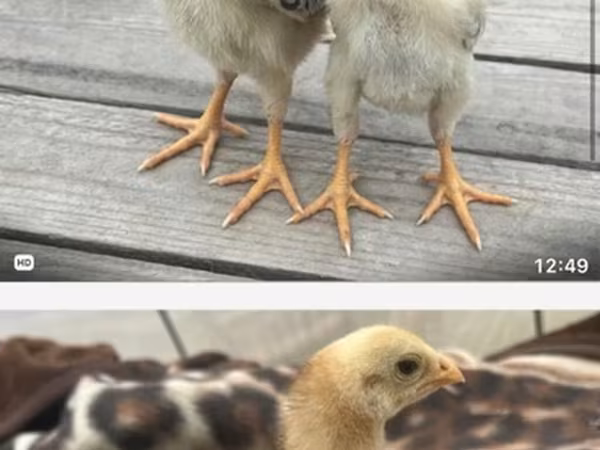 Chickens — Azerbaijan